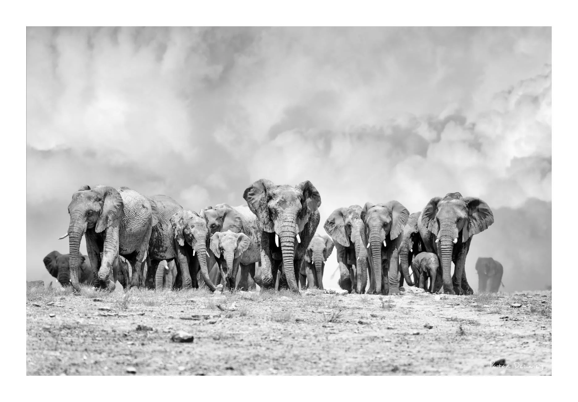 African Wildlife | Black and White Fine Art Prints